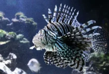 Untitled design 2026 08 31T215726.863 honduran lionfish hunters