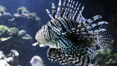 Untitled design 2026 08 31T215726.863 honduran lionfish hunters