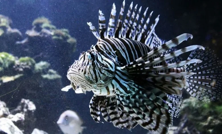 Untitled design 2026 08 31T215726.863 honduran lionfish hunters