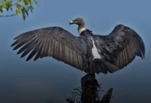Vulture Release Vulture Release