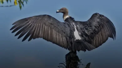 Vulture Release Vulture Release