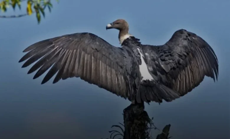 Vulture Release