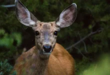 Wild Deer Release Millions of Tonnes of Methane a Year Wild Deer Methane Emissions