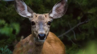 Wild Deer Release Millions of Tonnes of Methane a Year Wild Deer Methane Emissions