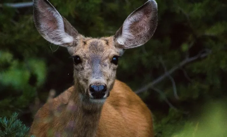 Wild Deer Methane Emissions