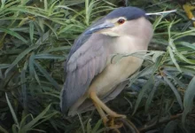 Yorkshire rare birds Yorkshire rare birds