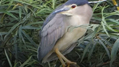 Yorkshire rare birds Yorkshire rare birds