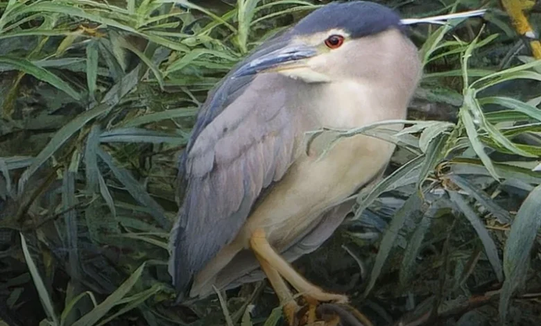 Yorkshire rare birds