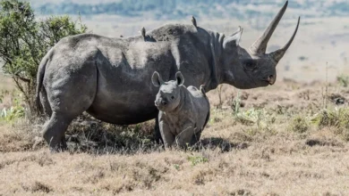 endangered species endangered species