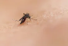 malaria risk malaria risk