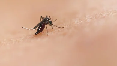 malaria risk malaria risk