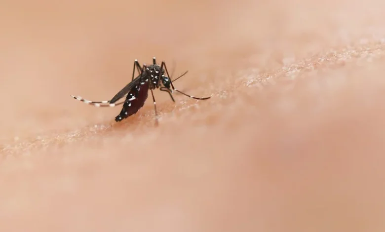 malaria risk malaria risk