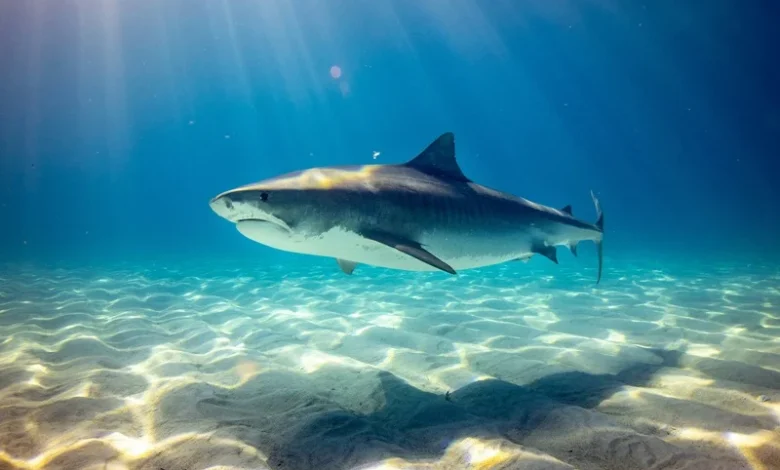 shark tracking