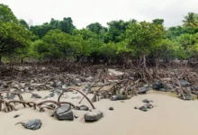 Untitled design 2026 09 01T195329.433 Sundarbans mangrove collapse