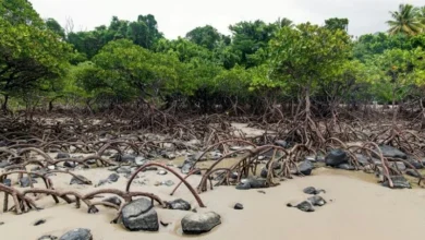 Untitled design 2026 09 01T195329.433 Sundarbans mangrove collapse