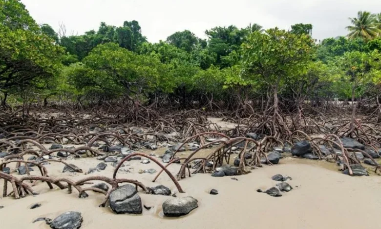 Sundarbans mangrove collapse