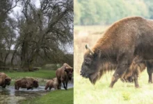 Untitled design 2026 09 01T201729.613 European bison rewilding Kent