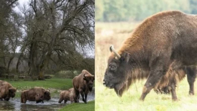 Untitled design 2026 09 01T201729.613 European bison rewilding Kent