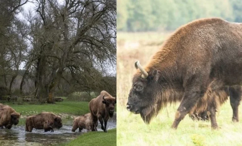 European bison rewilding Kent