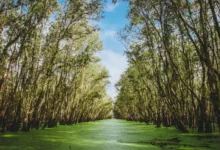 Untitled design 2026 09 01T202537.521 Sundarbans mangrove collapse