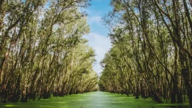 Untitled design 2026 09 01T202537.521 Sundarbans mangrove collapse