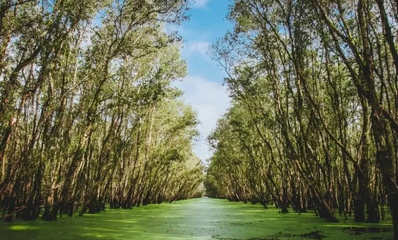 Sundarbans mangrove collapse