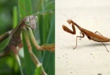 Untitled design 2026 09 01T203408.440 praying mantis sightings