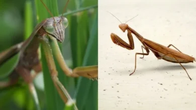 Untitled design 2026 09 01T203408.440 praying mantis sightings