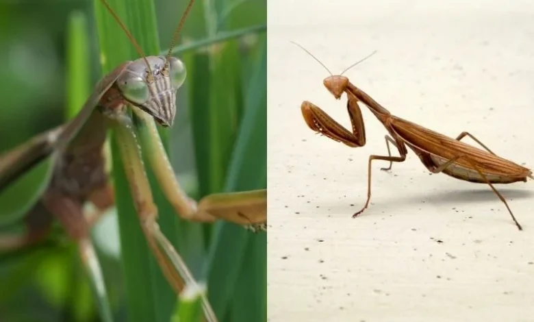 Untitled design 2026 09 01T203408.440 praying mantis sightings