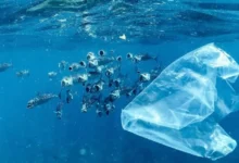 Untitled design 2026 09 01T204226.715 Orca Basin Carbon Dumping