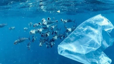 Untitled design 2026 09 01T204226.715 Orca Basin Carbon Dumping
