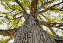 Untitled design 2026 09 02T195154.505 Southeast Asia oak trees