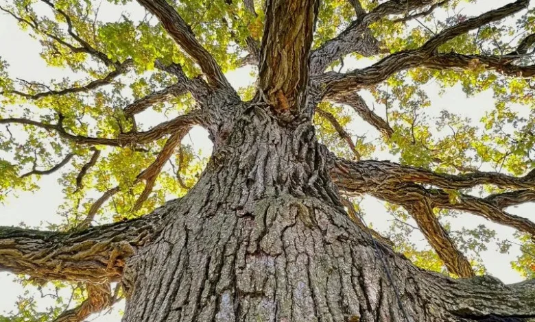 Southeast Asia oak trees