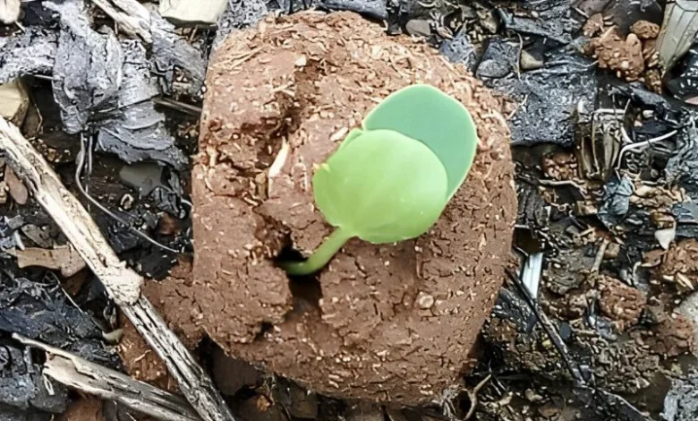 local tree seed production