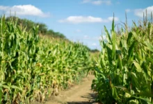 Untitled design 2026 09 02T203755.103 EU maize harvests