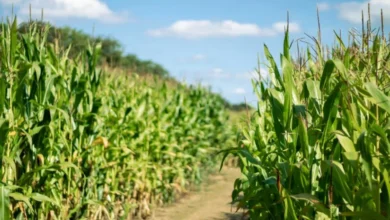 Untitled design 2026 09 02T203755.103 EU maize harvests