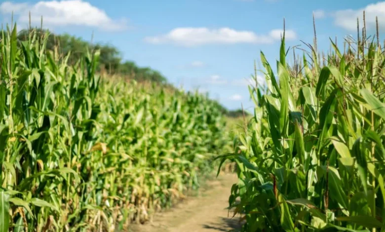 EU maize harvests