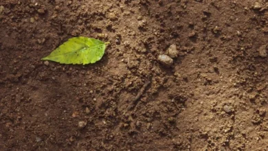 Untitled design 2026 09 03T225339.740 Soil biodiversity loss