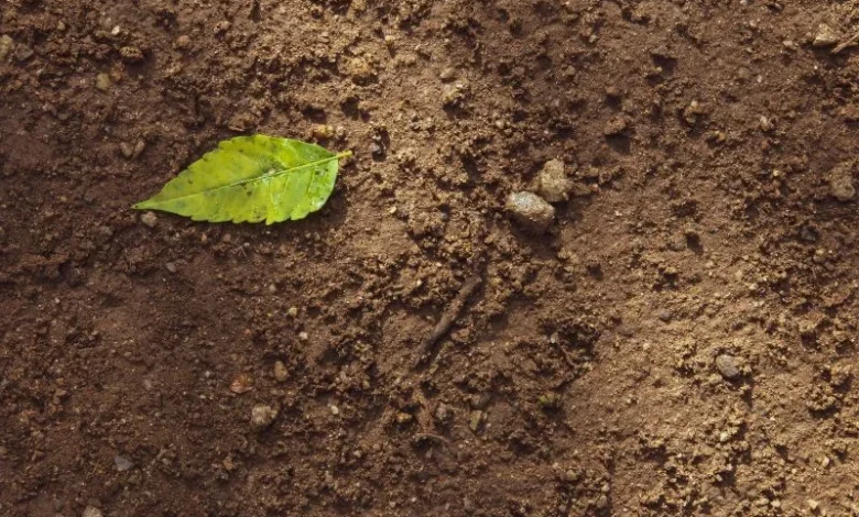 Soil biodiversity loss