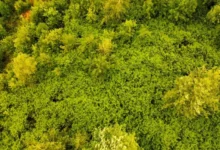 Untitled design 2026 09 03T230218.743 China Great Green Wall