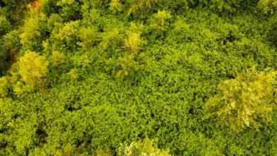 Untitled design 2026 09 03T230218.743 China Great Green Wall