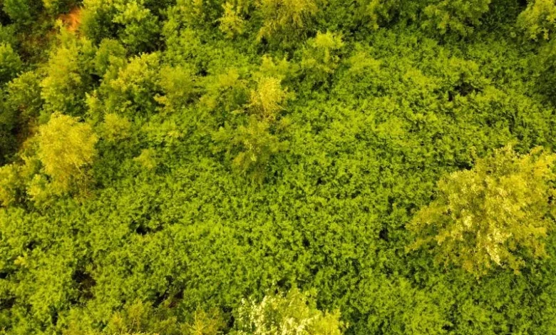 China Great Green Wall
