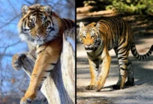Untitled design 2026 09 04T204608.449 Bengal tiger parasites