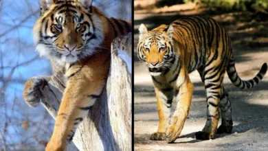 Untitled design 2026 09 04T204608.449 Bengal tiger parasites