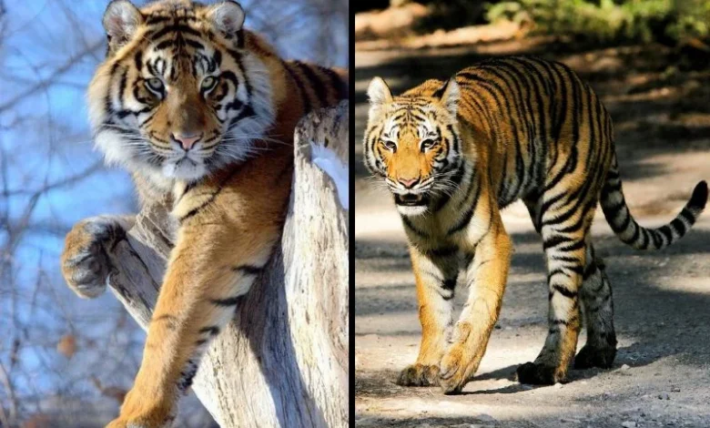 Untitled design 2026 09 04T204608.449 Bengal tiger parasites