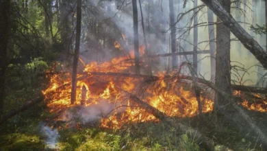 Untitled design 2026 09 05T202150.868 Sydney bushfire risk