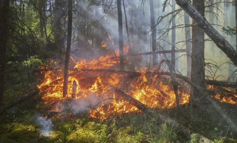 Sydney bushfire risk