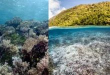 Untitled design 2026 09 05T203520.779 limestone mining moramo bay coral reefs