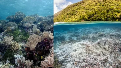 Untitled design 2026 09 05T203520.779 limestone mining moramo bay coral reefs