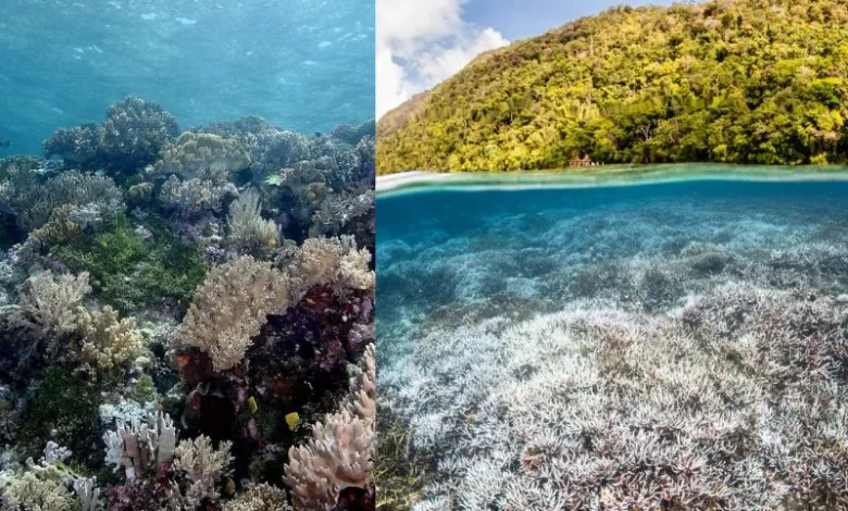 limestone mining moramo bay coral reefs